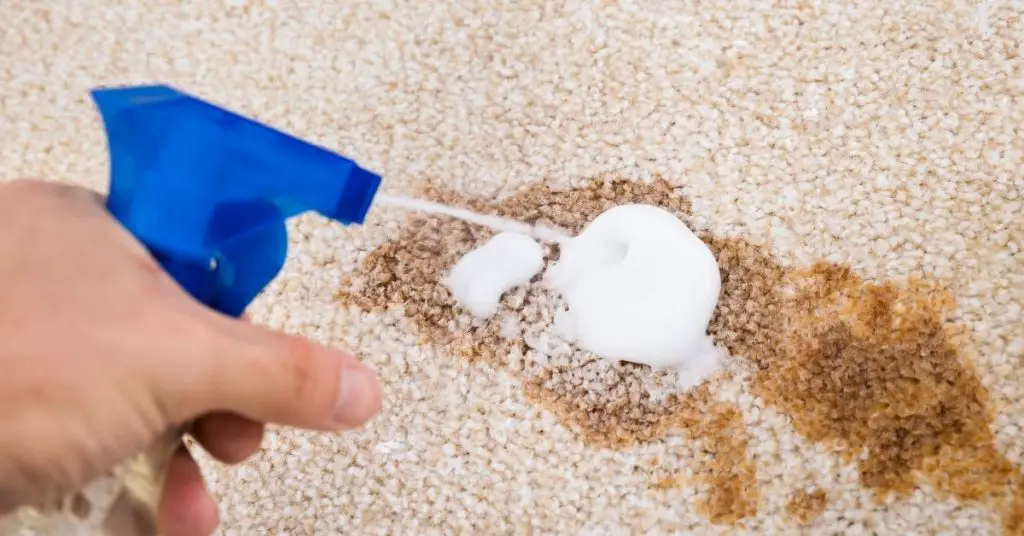 Person Cleaning and Getting Sick stain out of a carpet with cleaning product - Clean and Tidy Living